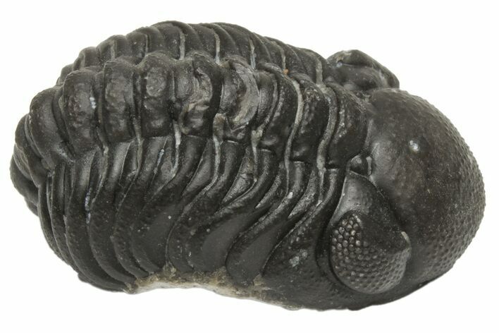 Wide, Curled Morocops Trilobite - Morocco #224224